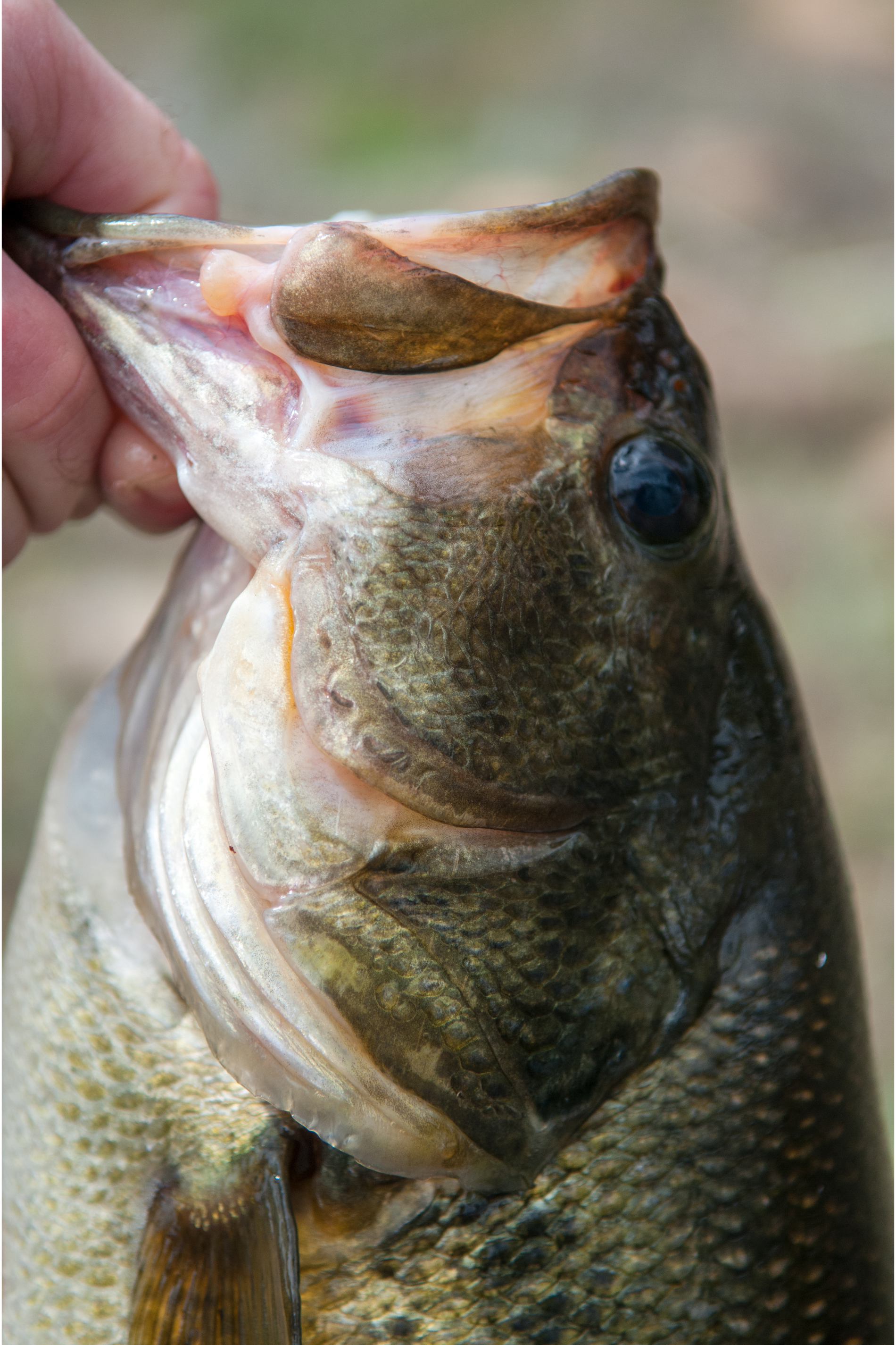 Read more about the article Number 3 War Eagle Screaming Spinner Bait