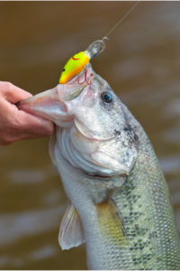 Read more about the article Number 1 Booyah Spinner Bait