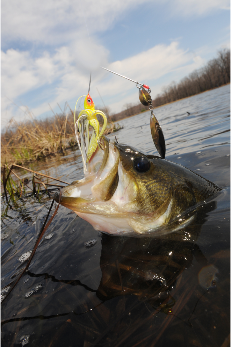 Number 10 Picasso Inviz Wire Double Willow Spinnerbait.