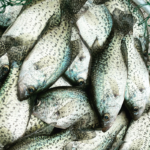 Big Crappie Fishing Spring review. Live bait vs Jigs