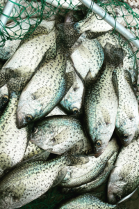 Read more about the article Big Crappie Fishing Spring review. Live bait vs Jigs