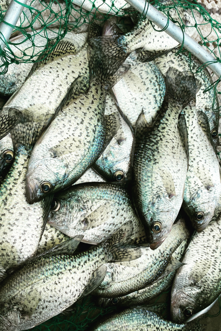 Big Crappie Fishing Spring review. Live bait vs Jigs