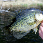 5 Best Crappie spots in winter and how to catch them