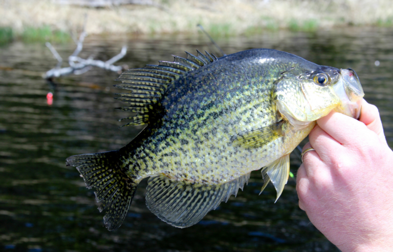 5 Best Crappie spots in winter and how to catch them