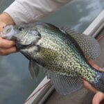 Crappie season is here! 5 Early Spring tactics for crappie fishing