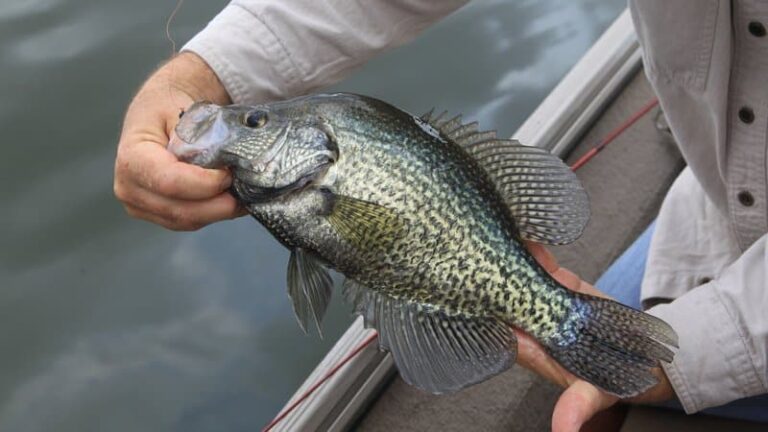 Crappie season is here! 5 Early Spring tactics for crappie fishing